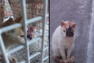 Χρειάζονται βοήθεια για τα έξοδα της γάτας που βρέθηκε με μεγάλο τραύμα στο κεφάλι στην Αργυρούπολη Αττικής