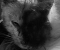 Πέθανε η γάτα που βρέθηκε με μεγάλο όγκο στο κεφάλι στην Αργυρούπολη Αττικής