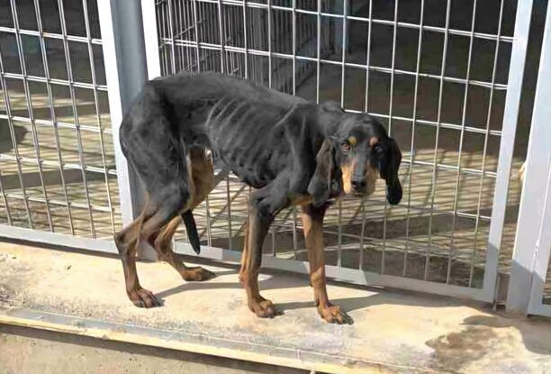 «Save a Greek Stray»: Παραμένουν σκελετωμένα από ασιτία δεκάδες σκυλιά στο Δημοτικό Κυνοκομείο Τρίπολης - Aρνήθηκαν να μας δώσουν 14