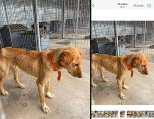 Η «Save a Greek Stray» διαψεύδει τον Δήμο Τρίπολης που υποστηρίζει ότι οι φωτογραφίες με τα σκελετωμένα σκυλιά στο Δημοτικό Κυνοκομείο είναι παλιές