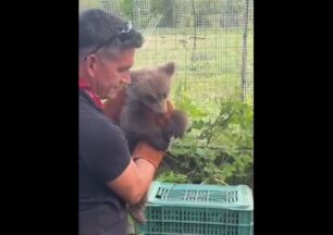 Εμπόριο Κοζάνης: Βρήκαν αρκουδάκι να περιφέρεται μόνο του σε αυλή σπιτιού (βίντεο)
