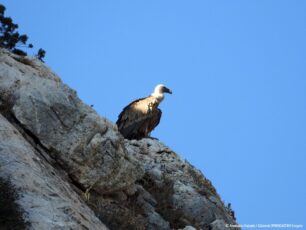 Γύπες έκαναν φωλιά στην Πάρνηθα μετά από περίπου 45 χρόνια απουσίας