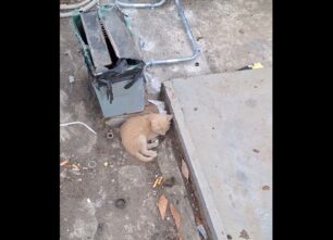 Χαλκίδα Εύβοιας: Έκκληση για τραυματισμένο γατάκι (βίντεο)