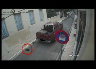 Καλαμάτα Μεσσηνίας: Οδηγός αγροτικού Ι.Χ. πάτησε σκόπιμα γάτα και τη σκότωσε (βίντεο)