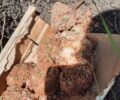 Κέρκυρα: Βρήκε φόλες, ψωμί και δηλητήριο για τα αδέσποτα
