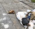 Κέρκυρα: Σκύλος νεκρός δεμένος από το πόδι με σχοινί