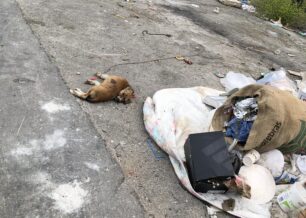 Κέρκυρα: Σκύλος νεκρός δεμένος από το πόδι με σχοινί