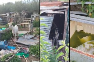 Κέρκυρα: Παραμένουν στα χέρια του βασανιστή τους 8 σκυλιά και άλλα ζώα σε άθλιες συνθήκες σε στάνη σκουπιδότοπο (βίντεο)