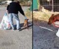 Μοχός Ηράκλειου Κρήτης: Συνελήφθη άνδρας που εξαφάνισε τον τραυματισμένο σκύλο του - Αρχικά θέλησε να τον πετάξει ζωντανό σε κάδο (βίντεο)