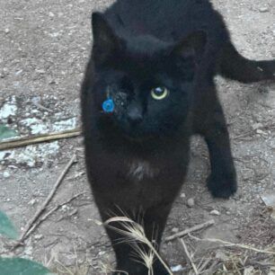 MosxatoGataVelakiFysokalamou21 5 2024 3
