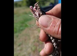 Κυνηγός βασανίζει οχιά για να δείξει πόσο επικίνδυνο φίδι είναι και ανεβάζει βίντεο στο fabebook