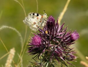 Υπ. Περιβάλλοντος: Απειλείται με εξαφάνιση το 21,5% των ζώων, φυτών και μυκήτων της Ελλάδας (βίντεο)