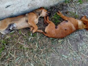 Λέσβος: Με φόλες δολοφόνησε σκυλιά στην Πέτρα