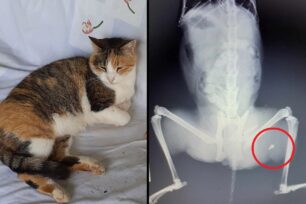 Πρέβεζα: Βρήκε τη γάτα της σοβαρά τραυματισμένη πυροβολημένη με αεροβόλο