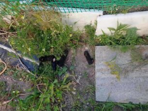 Ρόδος: Βρήκε γατάκι τεμαχισμένο στα Κοσκινού