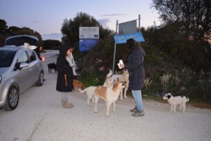 Χρειάζονται τροφή για τα σκυλιά που εγκαταλείφθηκαν στη Σαλαώρα Άρτας (βίντεο)