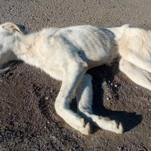 TripoliArkadiasDilitiriasmenaSkylia27 5 2024 1