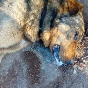 TripoliArkadiasDilitiriasmenaSkylia27 5 2024 2