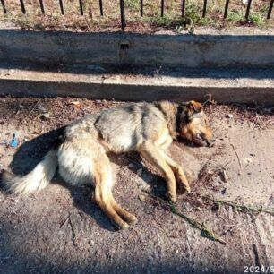 TripoliArkadiasDilitiriasmenaSkylia27 5 2024 4