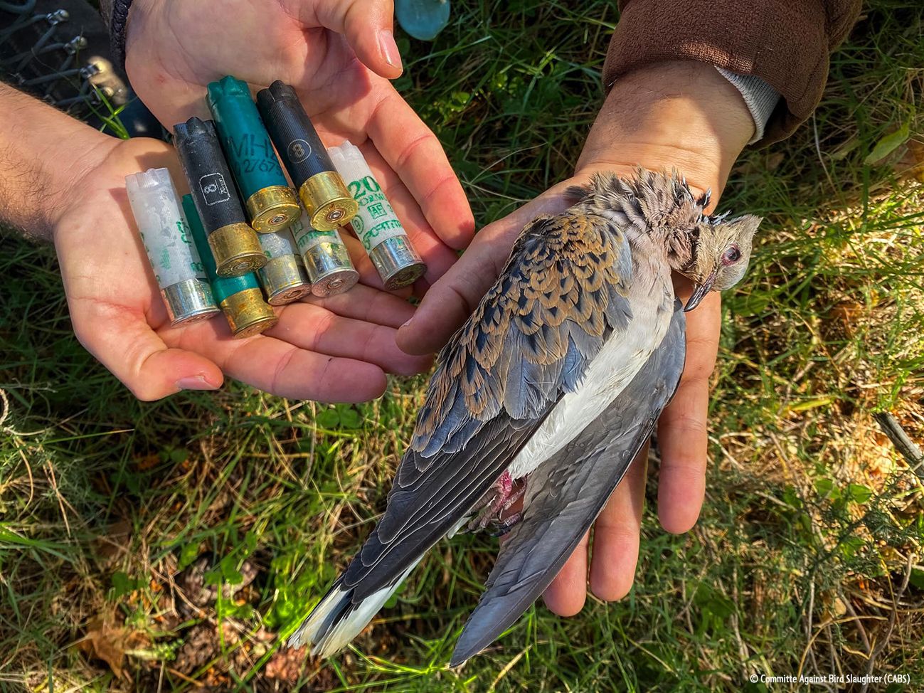 Χωρίς σταματημό οι δολοφονίες Τρυγονιών και άλλων πουλιών στα Ιόνια νησιά από παράνομους κυνηγούς (βίντεο)
