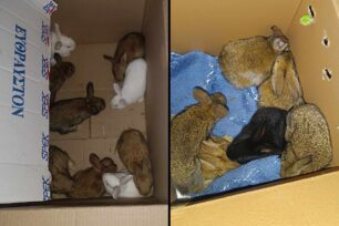 Κατασχέθηκαν και σώθηκαν 47 κουνέλια από παράνομο εκτροφείο-σφαγείο στου Ζωγράφου Αττικής (βίντεο)