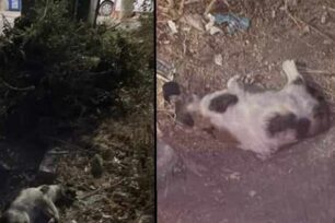 Άλιμος Αττικής: Καταγγέλλει τη δολοφονία γατιών με φόλες