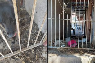 Κατασχέθηκαν τα σκυλιά που κακοποιούσε άνδρας στα Άνω Λιόσια Αττικής (βίντεο)