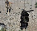 Εκτεθειμένα στον καύσωνα ή έγκλειστα μονίμως σε κλουβιά ανεπιθύμητα σκυλιά στο Δημοτικό Κυνοκομείο Δίου - Ολύμπου (βίντεο)