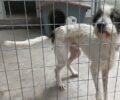 Γ. Σμυρνιώτης: Λοιδορήθηκαν όσοι έκαναν κριτική για όσα συμβαίνουν εντός και εκτός του Δημοτικού Κυνοκομείου Τρίπολης (βίντεο)
