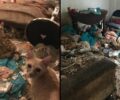 Αθήνα: Έκκληση για τις εξαθλιωμένες γάτες σε διαμέρισμα συλλέκτη στο Παγκράτι (βίντεο)