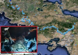 Από την Πάρνηθα έφτασε στον Παρνασσό ο λύκος που οι επιστήμονες ονόμασαν Σοφοκλή