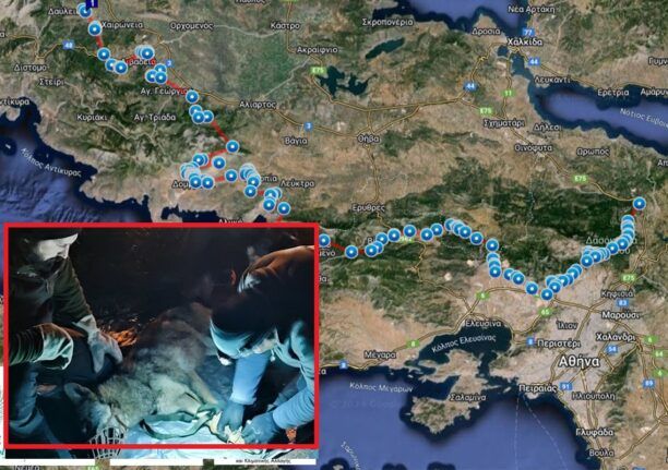 Από την Πάρνηθα έφτασε στον Παρνασσό ο λύκος που οι επιστήμονες ονόμασαν Σοφοκλή