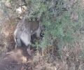 Κτηνοτρόφος παγιδεύει λύκο για να τον σκοτώσει και δημοσιεύει το κατόρθωμα στο facebook
