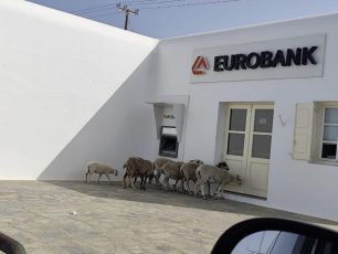 Μύκονος: Πρόβατα με δεμένα τα πόδια ψάχνουν απελπισμένα σκιά έξω από τράπεζα στο Δραφάκι