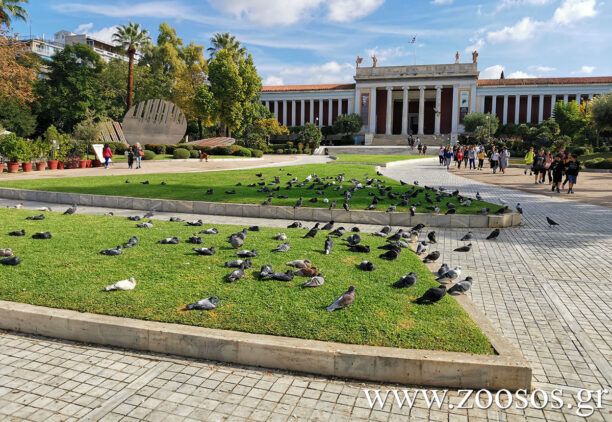 Αθήνα: Καταγγέλλει πως έκλεισαν τις βρύσες πέριξ του Εθνικού Αρχαιολογικού Μουσείου εμποδίζοντας την παροχή νερού σε περιστέρια