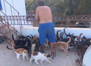 Σέριφος: Έκκληση για γατοτροφές καθώς φροντίζει καθημερινά 55 αδέσποτες (βίντεο)