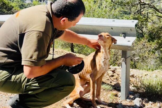 Θρυπτή Λασιθίου: Σκελετωμένος σκύλος βρέθηκε σε άθλια κατάσταση στο δάσος (βίντεο)