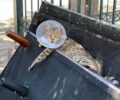 Βύρωνας Αττικής: Βρήκε γάτα με περιλαίμιο κώνο