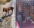 Έσωσαν σκύλο που βρέθηκε σκελετωμένος στον Δομοκό Φθιώτιδας (βίντεο)