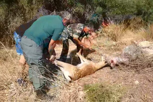 Ρόδος: Έσωσαν ακόμα ένα ελάφι που παγιδεύτηκε σε δίχτυα γεωργού (βίντεο)