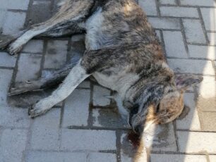 Ακόμα ένας σκύλος δολοφονημένος με φόλα στη Γιάννουλη Λάρισας
