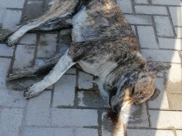 Ακόμα ένας σκύλος δολοφονημένος με φόλα στη Γιάννουλη Λάρισας