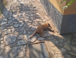 Κέρκυρα: Συνεχίζονται οι δολοφονίες ζώων με φόλες στο άλσος Γαρίτσας