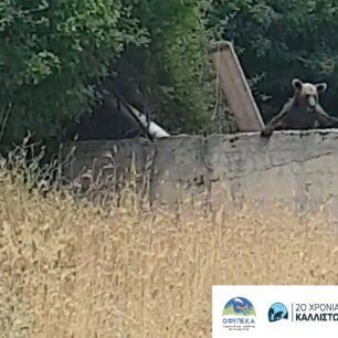 Μεταμόρφωση Ιωαννίνων: Απεγκλώβισαν νεαρή αρκούδα που παγιδεύτηκε σε στέρνα με νερό (βίντεο) 4 MetamorfosiIoanninonArkoudaSterna28 6 2024 6