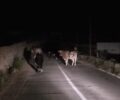 Μύκονος: Αγελάδες με δεμένα πόδια μέσα στον δρόμο νύχτα