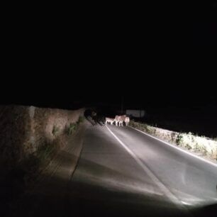 MykonosAgeladesPastouromenes17 5 2020 3