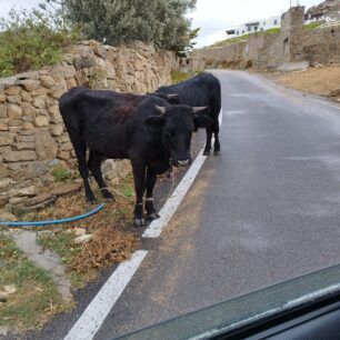MykonosAgeladesPastouromenes28 11 2024 1