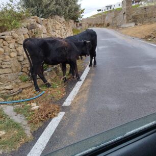 MykonosAgeladesPastouromenes28 11 2024 2