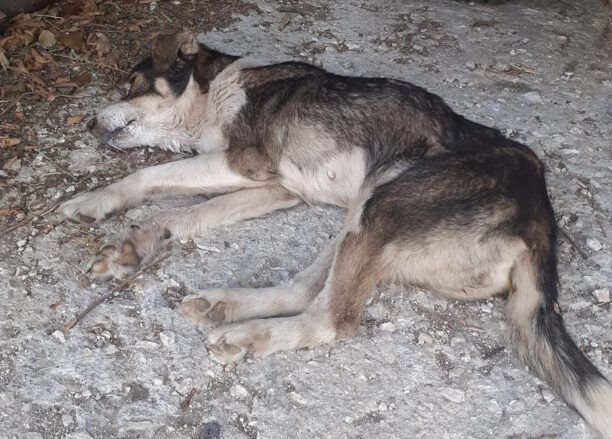 Δήμος Ιωαννιτών: Περίπου 50 αδέσποτα δολοφονήθηκαν με φόλες σε Καστρίτσα, Σταυράκι, Νεοχωρόπουλο, Νέα Ζωή, Πεδινή