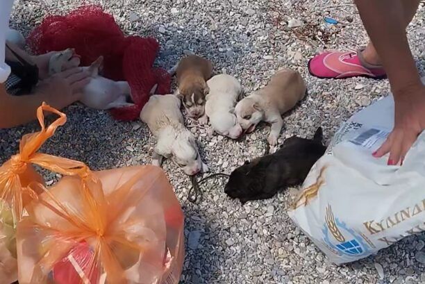 Σαλαμίνα: Έκλεισε σε τσουβάλι έξι κουτάβια ζωντανά και τα πέταξε σε κάδο (βίντεο)
